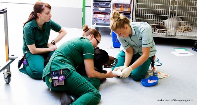Moving Forward in Veterinary Nursing