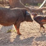 animal disease