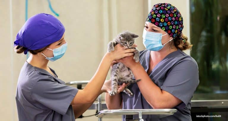 Insist on Veterinary Leadership and Ownership