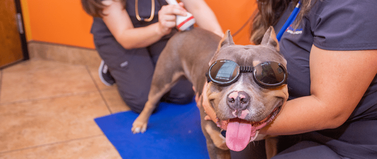 Three Ways to Improve a Veterinary Clinic’s Efficiency