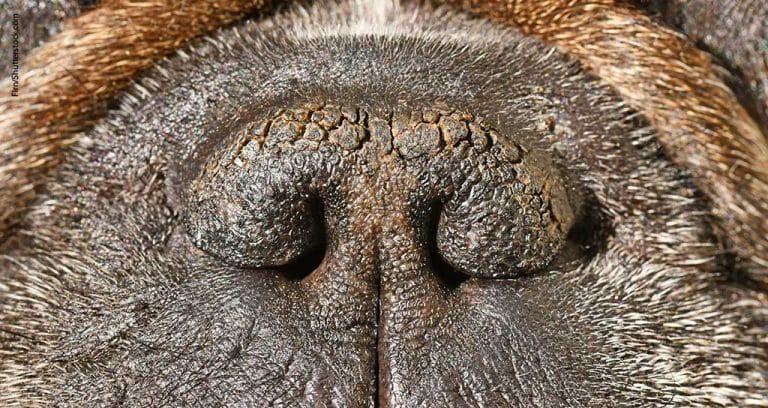 Screening Test Checks Brachycephalic Dogs