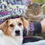 senior dog and cat