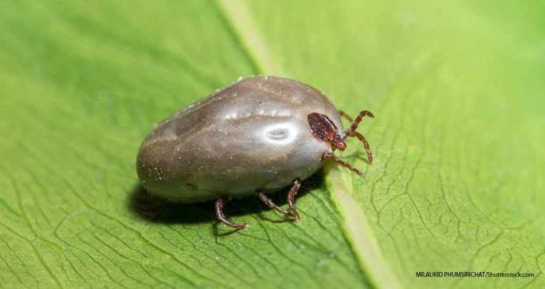 Asian Longhorned Ticks Spread Across U.S.
