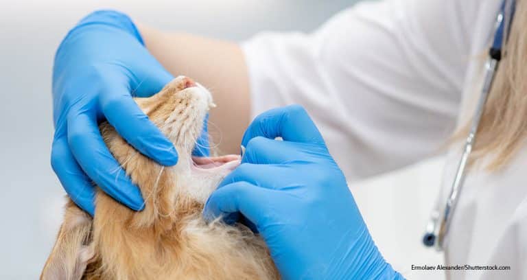 Treatment of Feline Oral SCC Could Involve Nanotechnology