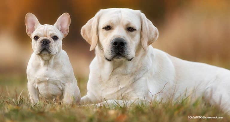 American Pet Owners Love French Bulldogs