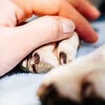 euthanasia