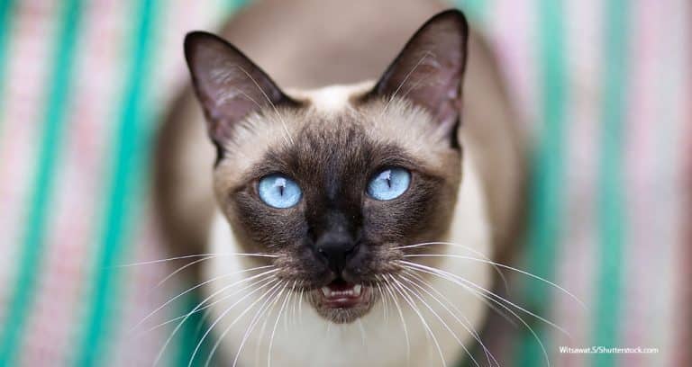 U.K. Study Explores Prevalence of Feline Dental Disease
