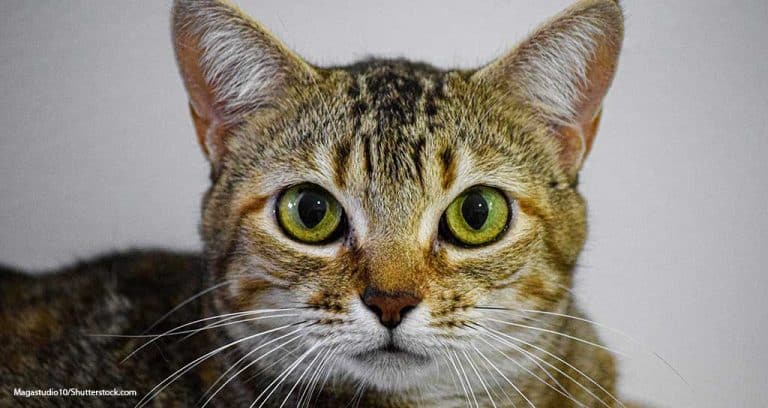 CDC Warns of Cat-Transmitted Sporotrichosis