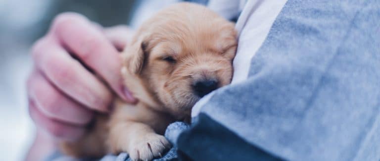 7 Reasons Your Practice Can Benefit From VetConsult