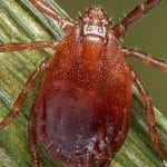 ticks