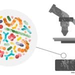 microbiome