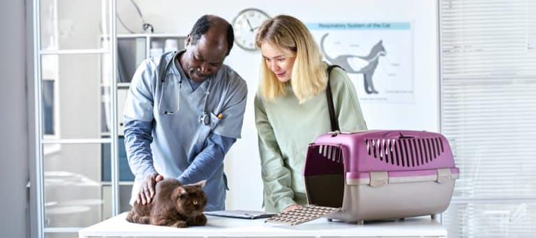Why Preventive Care Plans Are a Smart Financial Move for Your Veterinary Practice