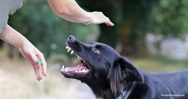 Dogs Get Hot-Tempered on Hot Days