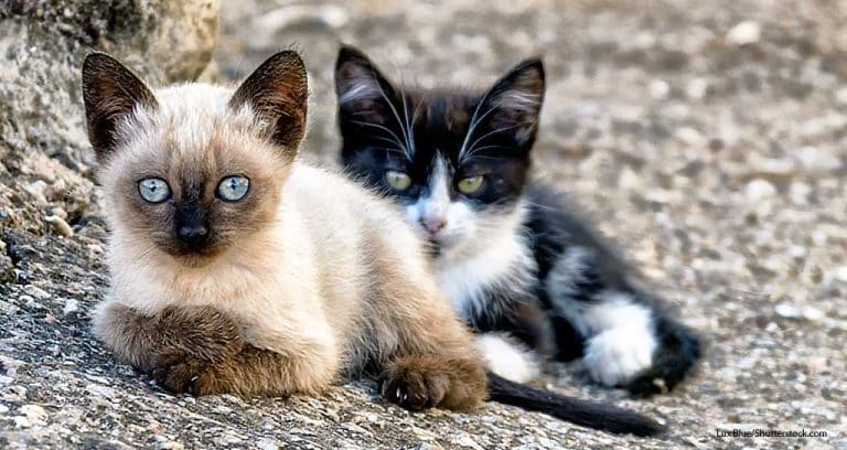 Gene Therapy Shows Promise in Feline Contraception