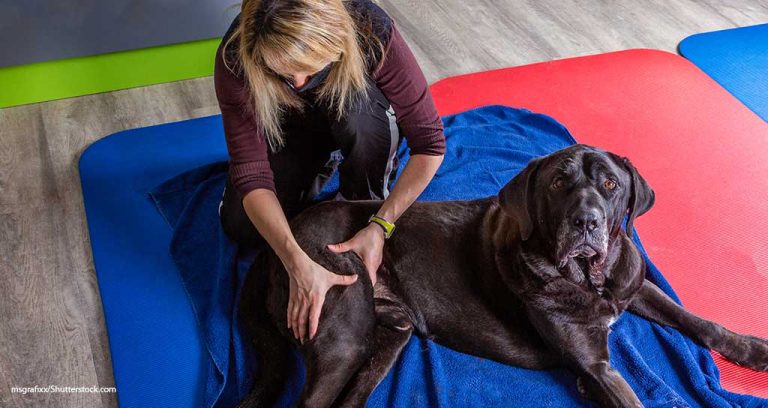 CVMA Opposes Animal Physical Rehabilitation Bill