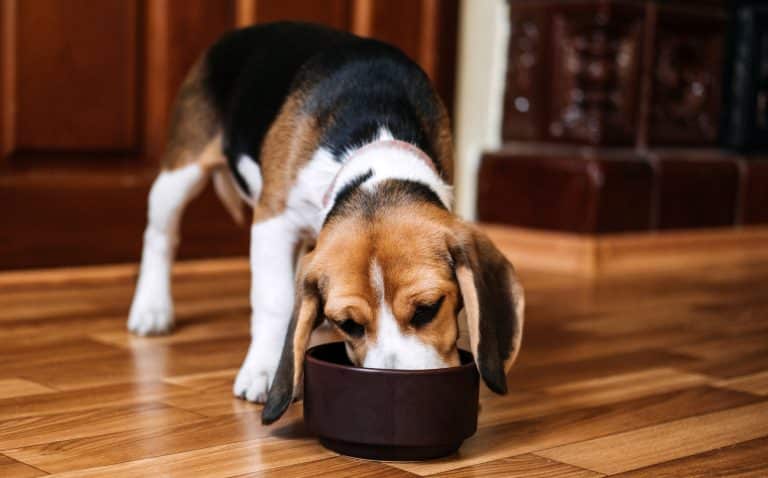 Study: Vegan Diets Can Meet Canine Nutritional Requirements
