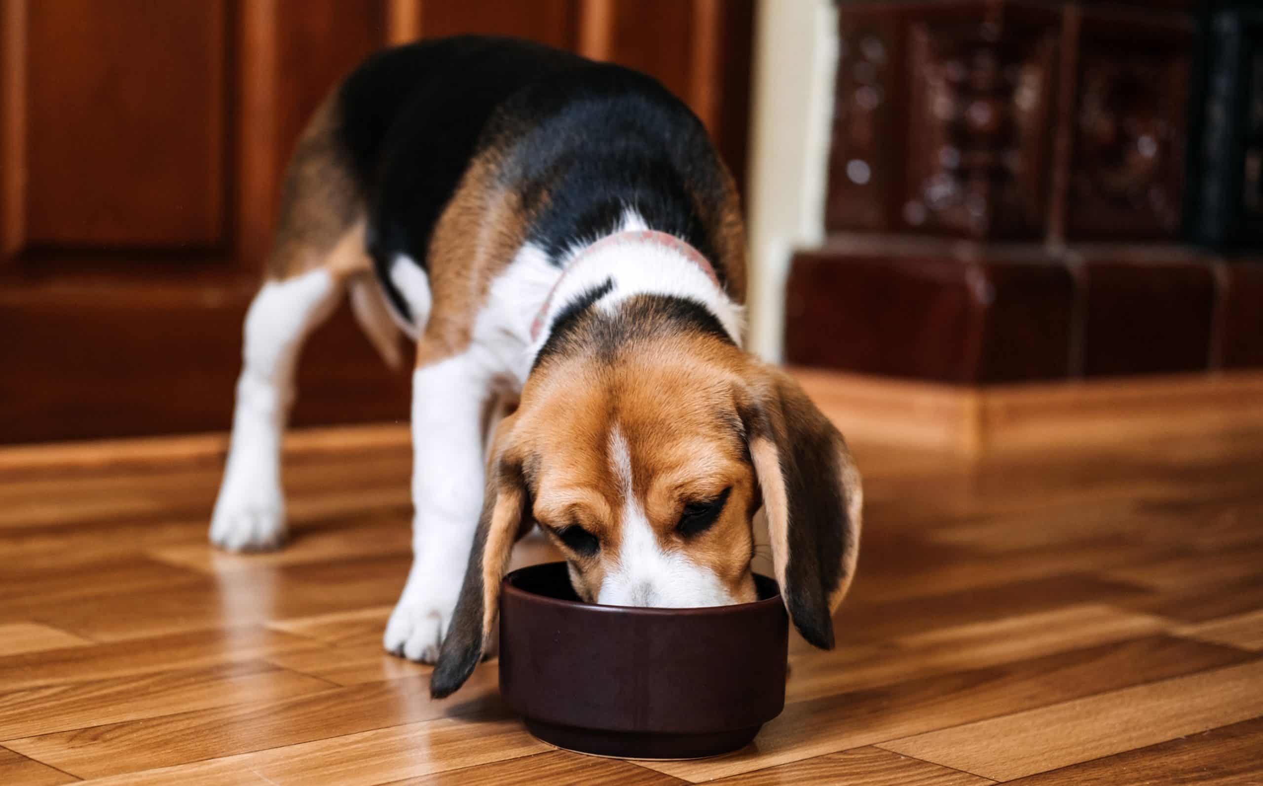 Study: Vegan Diets Can Meet Canine Nutritional Requirements - Featured Image
