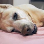 veterinary oncology