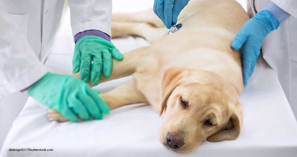 Cancer Drug Shortage Impacts Veterinarians - Featured Image
