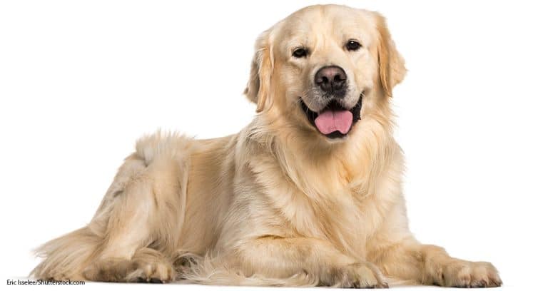 UC Davis Explores Golden Retriever Longevity