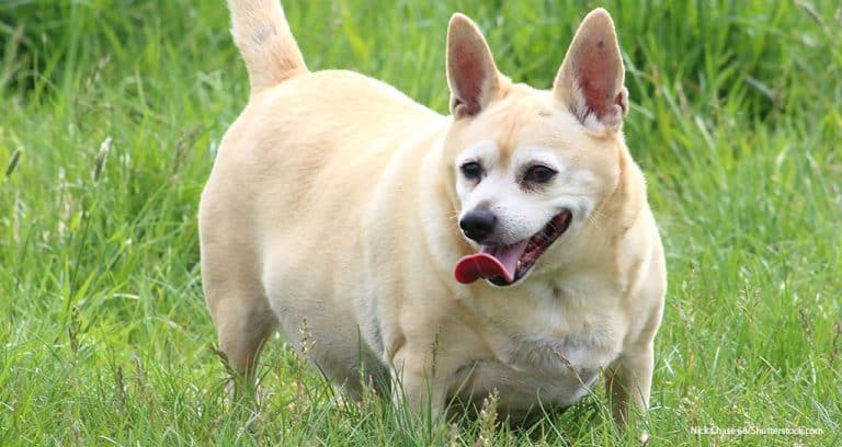 Dog Obesity Takes Physical and Emotional Toll