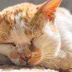 feline