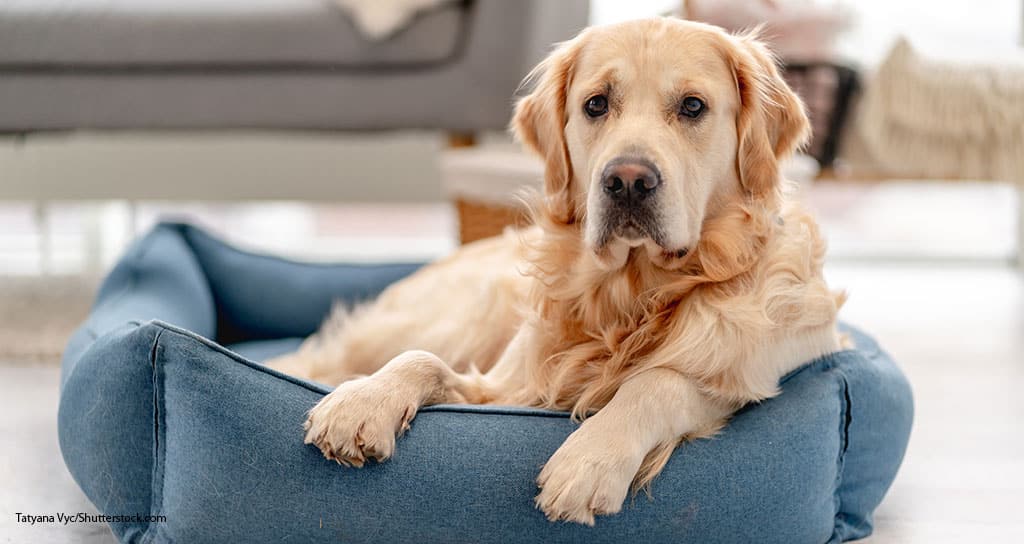 4 in 10 Golden Retrievers Get Heartworm Preventive - Featured Image