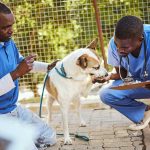 Black veterinarian
