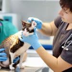 veterinary specialist technician veterinarian