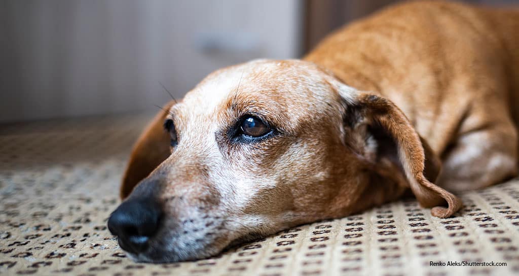 Canine Anti-Aging Drug Shows Promise - Featured Image