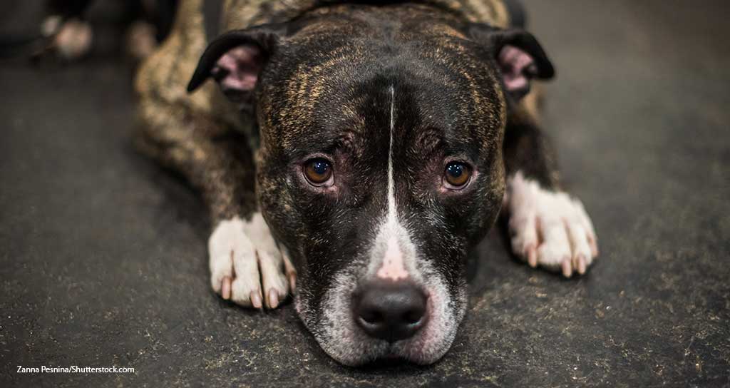 Survey: Structured Canine OA Protocol Would Be Helpful - Featured Image