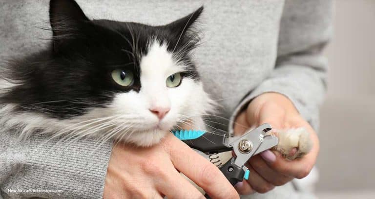 Research Aims to Improve Feline Nail Trimming