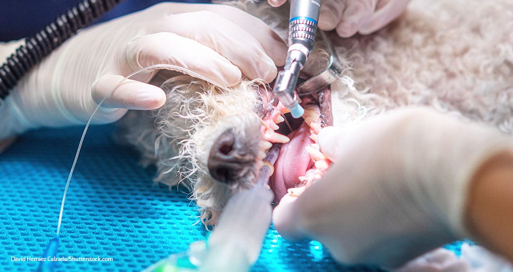 Penn Vet to Expand Dentistry Service - Featured Image