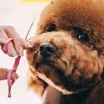 grooming