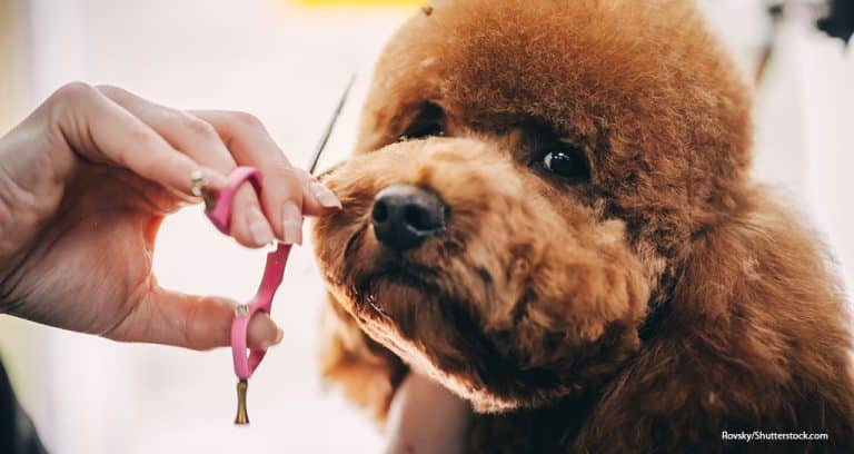 AKC Acquires Professional Grooming Credential
