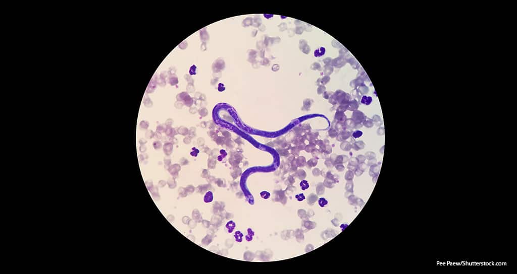Banfield Survey Shows Lagging Heartworm Prevention - Featured Image