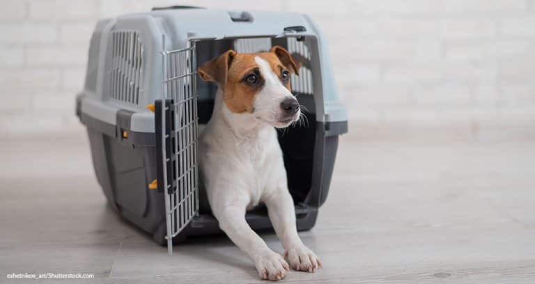 CDC Updates Dog Importation Rules