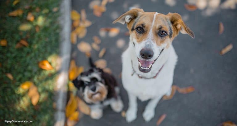 Study: Purebred Dogs Aren’t More Disease-Prone