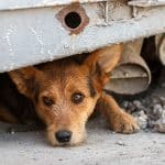 poverty