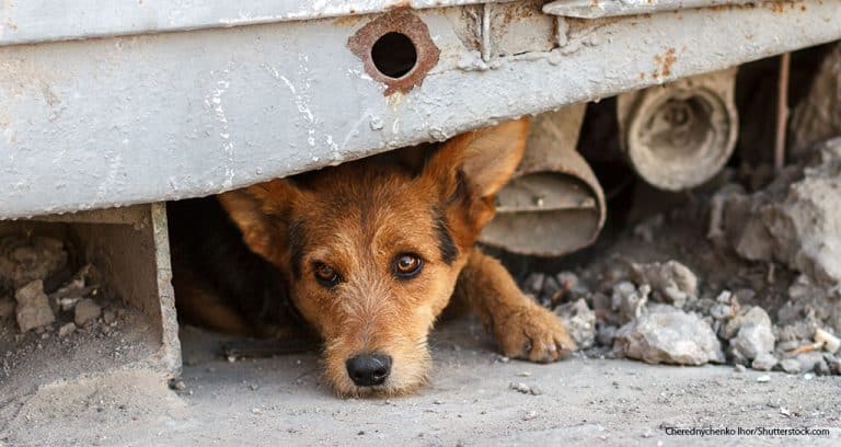 20 Million U.S. Pets Live in Poverty