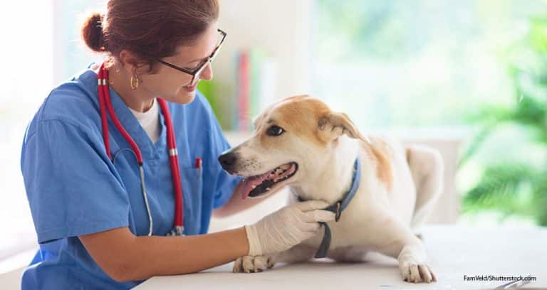 New AI Tool Guides Canine Cancer Treatment
