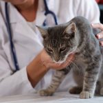 feline infectious peritonitis