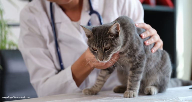 FDA OKs Compounded Drugs in Certain FIP Cases