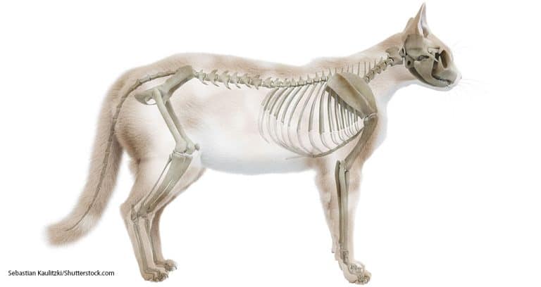 AAVMC Promotes Ethical Use of Animals in Veterinary Education