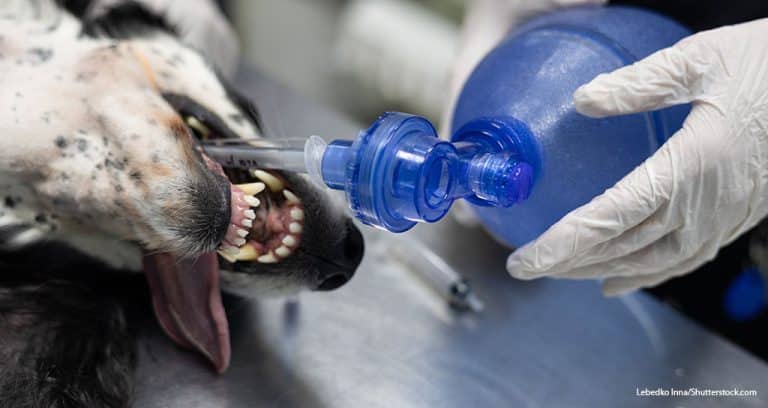 New Veterinary CPR Guidelines Are Released
