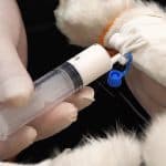 fluid therapy