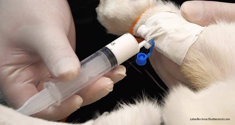 AAHA Urges Individualized Fluid Therapy Plans
