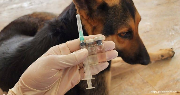 Researchers Pursue New Lepto Tests
