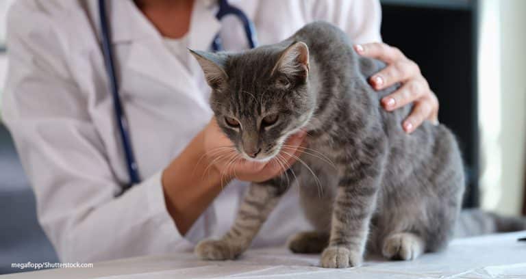 New: Felanorm for Feline Hyperthyroidism