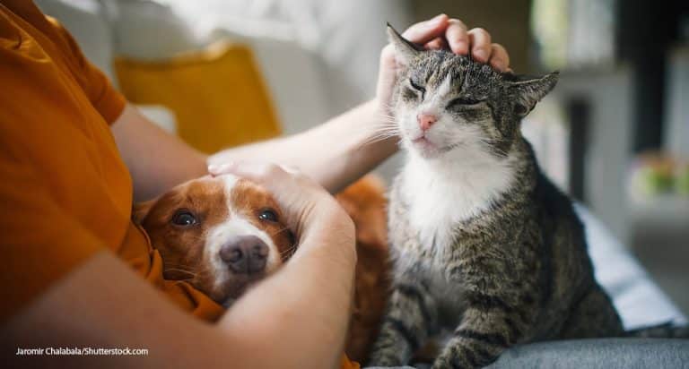 More Owners Prioritize Pets’ Quality of Life
